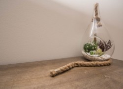 photo décoration plante